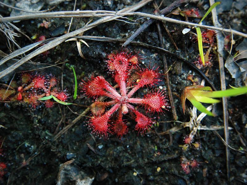 Weeks Bay Pitcher Plant Bog Outdoor Alabama